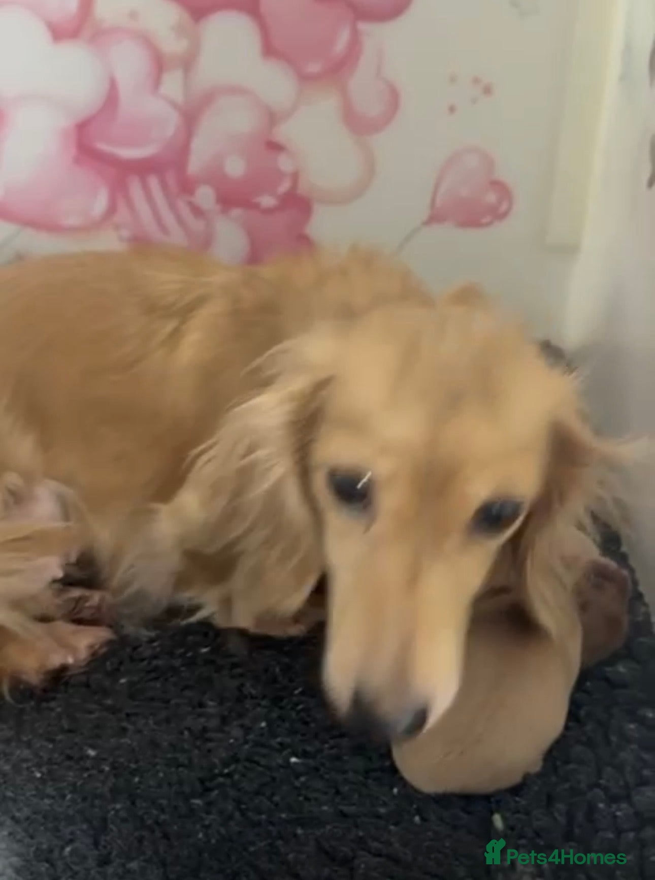 Miniature Dachshund dogs English cream mini longhair dachshunds  - Advert 2