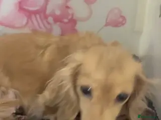 Miniature Dachshund dogs English cream mini longhair dachshunds - Advert 2