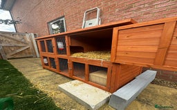Mini Lion Lop rabbits for sale: 2 male mini lion lop bunnies  - Image 8