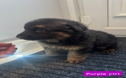 German Shepherd dogs for sale: Long haired German Shepherd puppies - Image 7