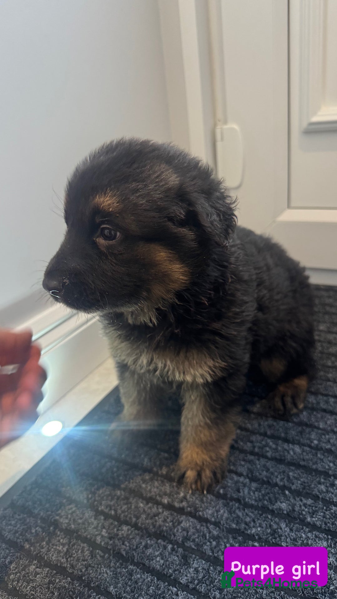 German Shepherd dogs for sale: Long haired German Shepherd puppies - Image 7