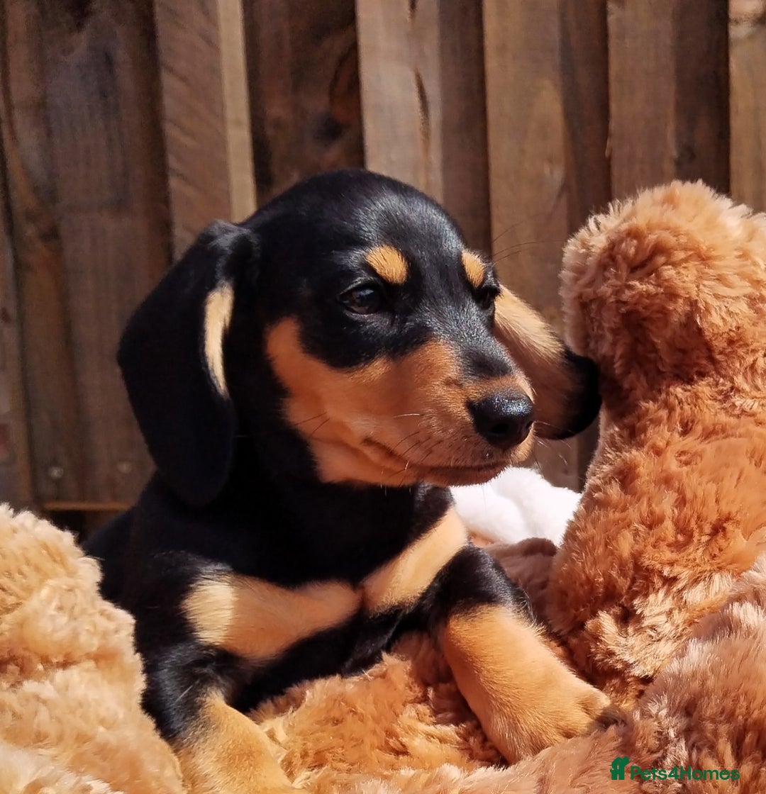 Miniature Dachshund dogs for sale: Mini dachshund  - Image 15