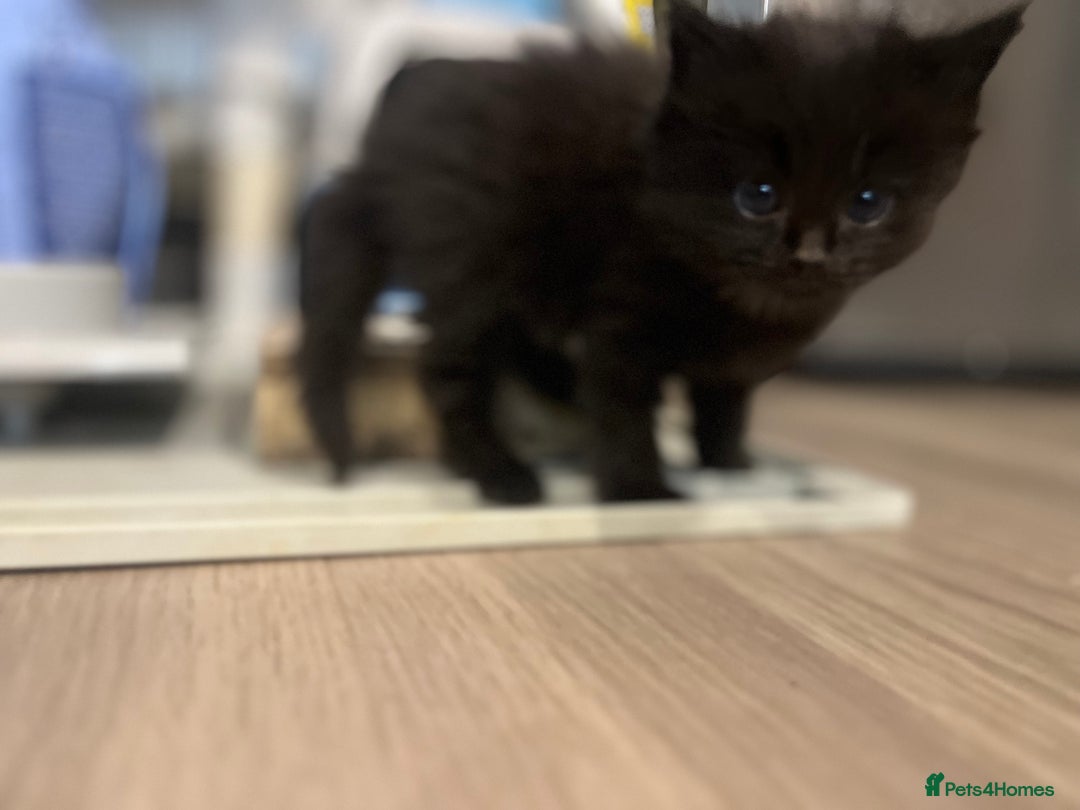 Ragdoll cats for sale: “Adorable Black Ragdoll Kittens – Don’t Miss Out!” - Image 14