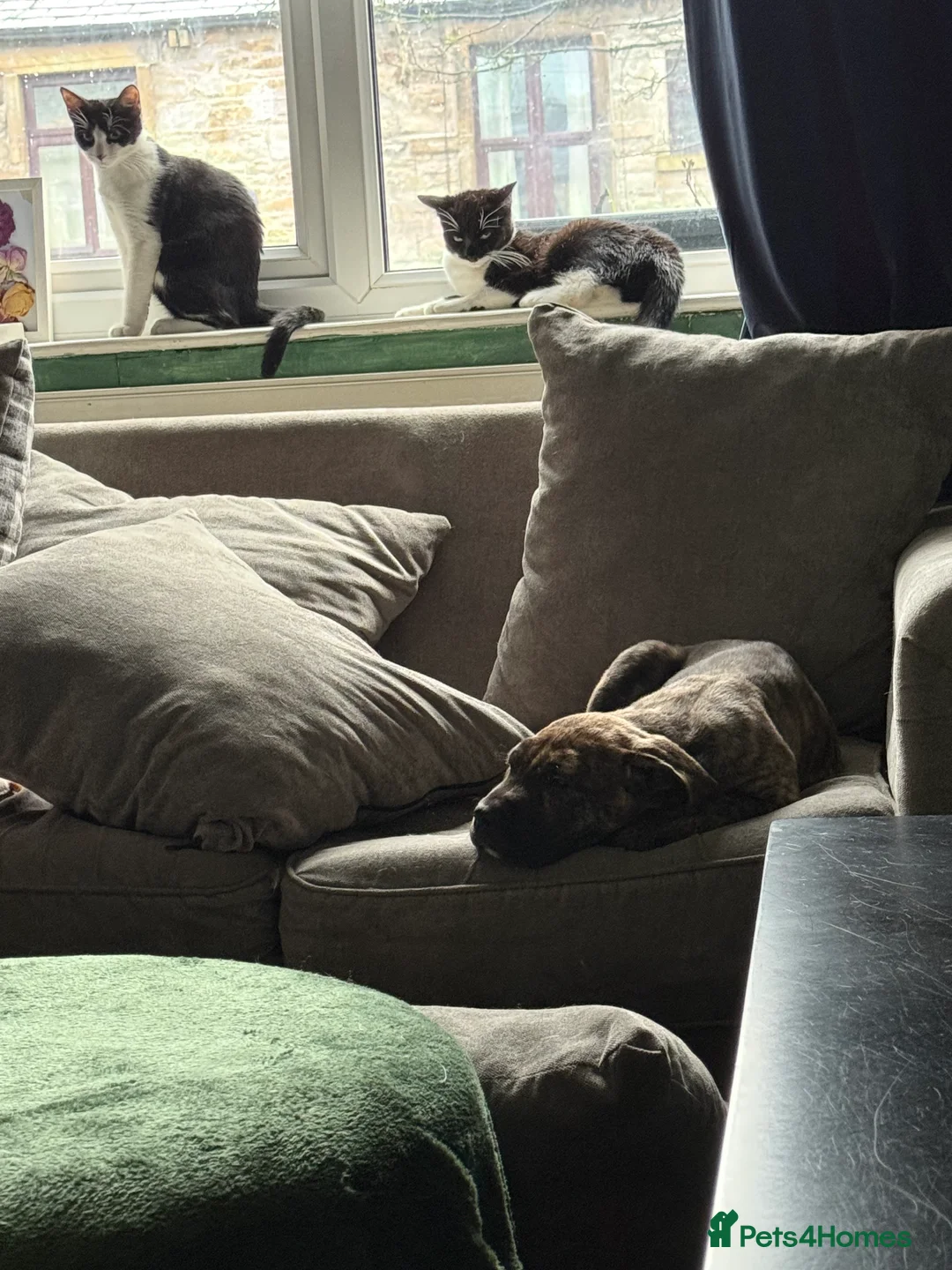 Mixed Breed cats for sale: Two female kittens 7 month old - Advert 2