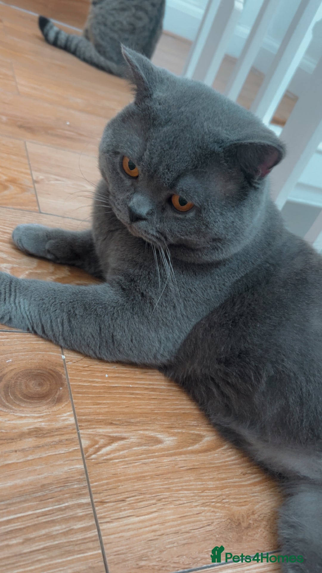 British Shorthair cats for stud: 💙Handsome GCCF Active Registered Blue BSH💙 - Advert 6