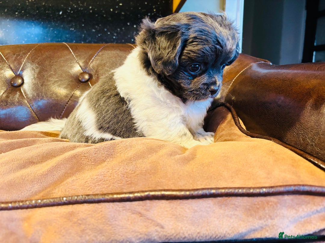 Chihuahua dogs for sale: Handsome long coat tiny chihuahua boy puppies  - Advert 8