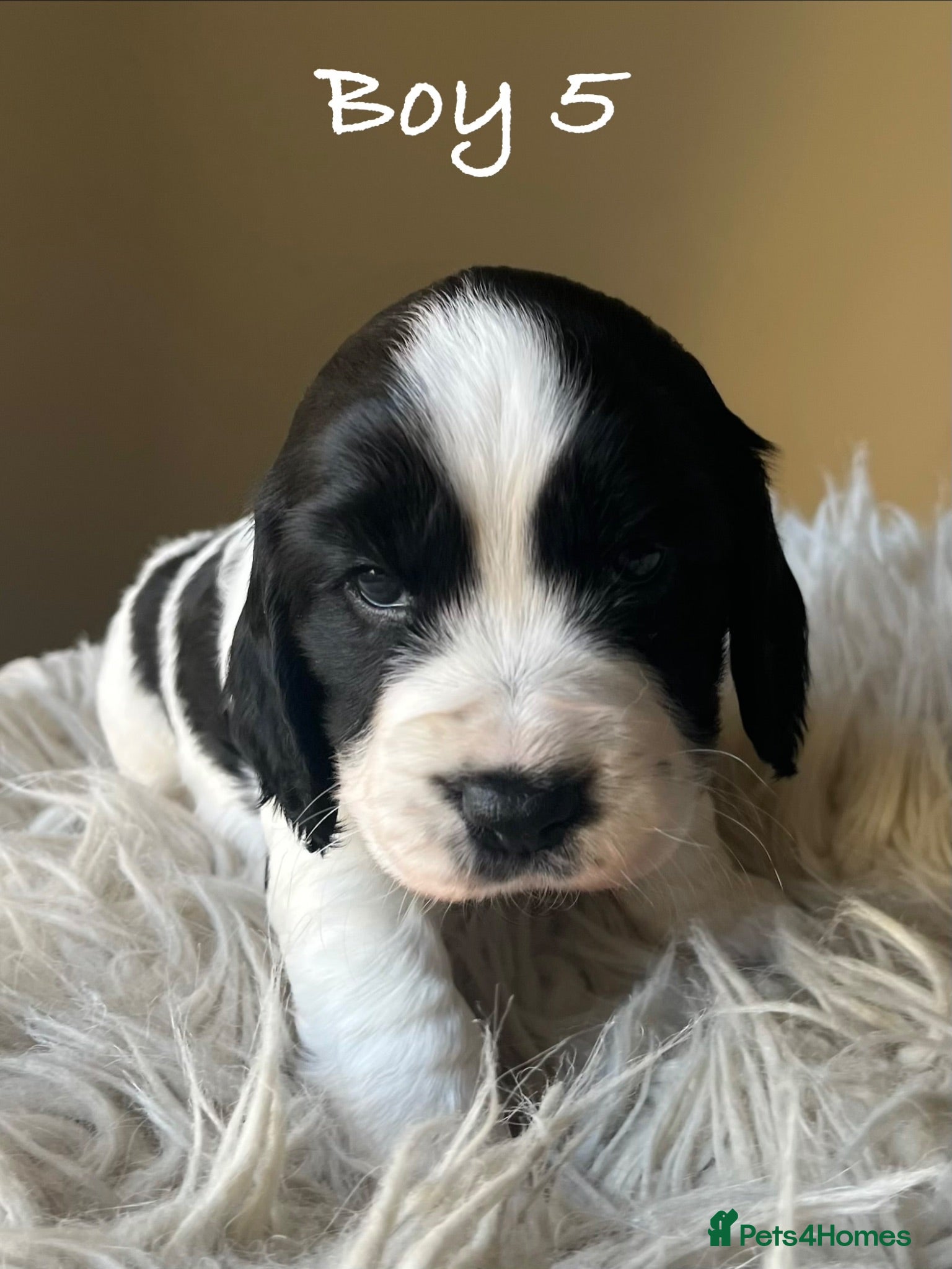 Cocker Spaniel dogs Exceptional KC Working Cocker Spaniel Puppies - Advert 1
