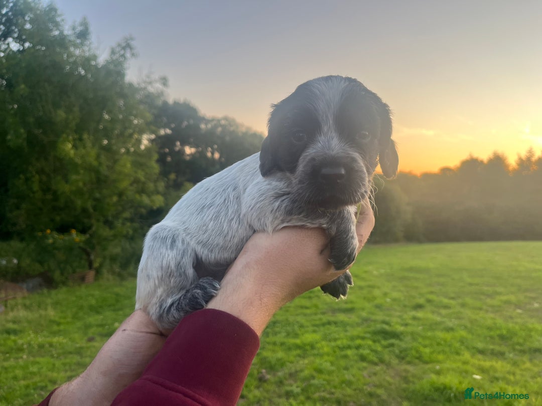 Sprocker dogs for sale: Sprocker puppies for sale   - Image 10
