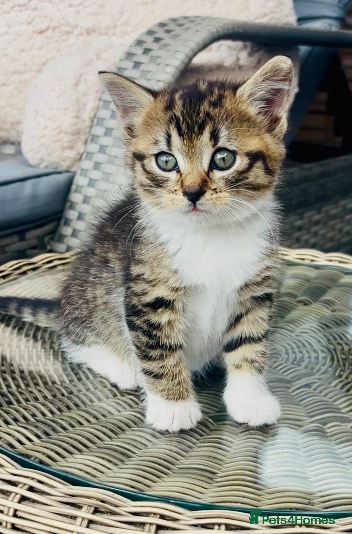 Mixed Breed cats Mixed breed bangle cross tabby girl  - Advert 14
