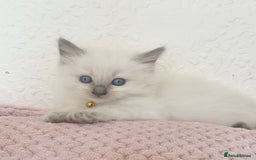 Ragdoll cats for sale: Affectionate, Cuddly, Playful Kittens - Image 24
