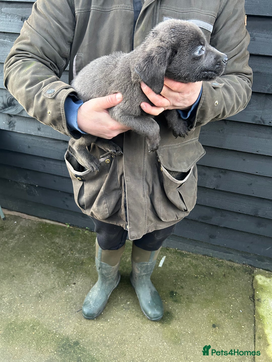 Labrador Retriever dogs for sale: Labrador puppies  - Advert 10