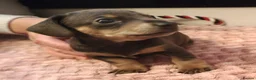 Miniature Dachshund dogs for sale: Beautiful miniature dachshund puppies  in Liverpool - Advert 8