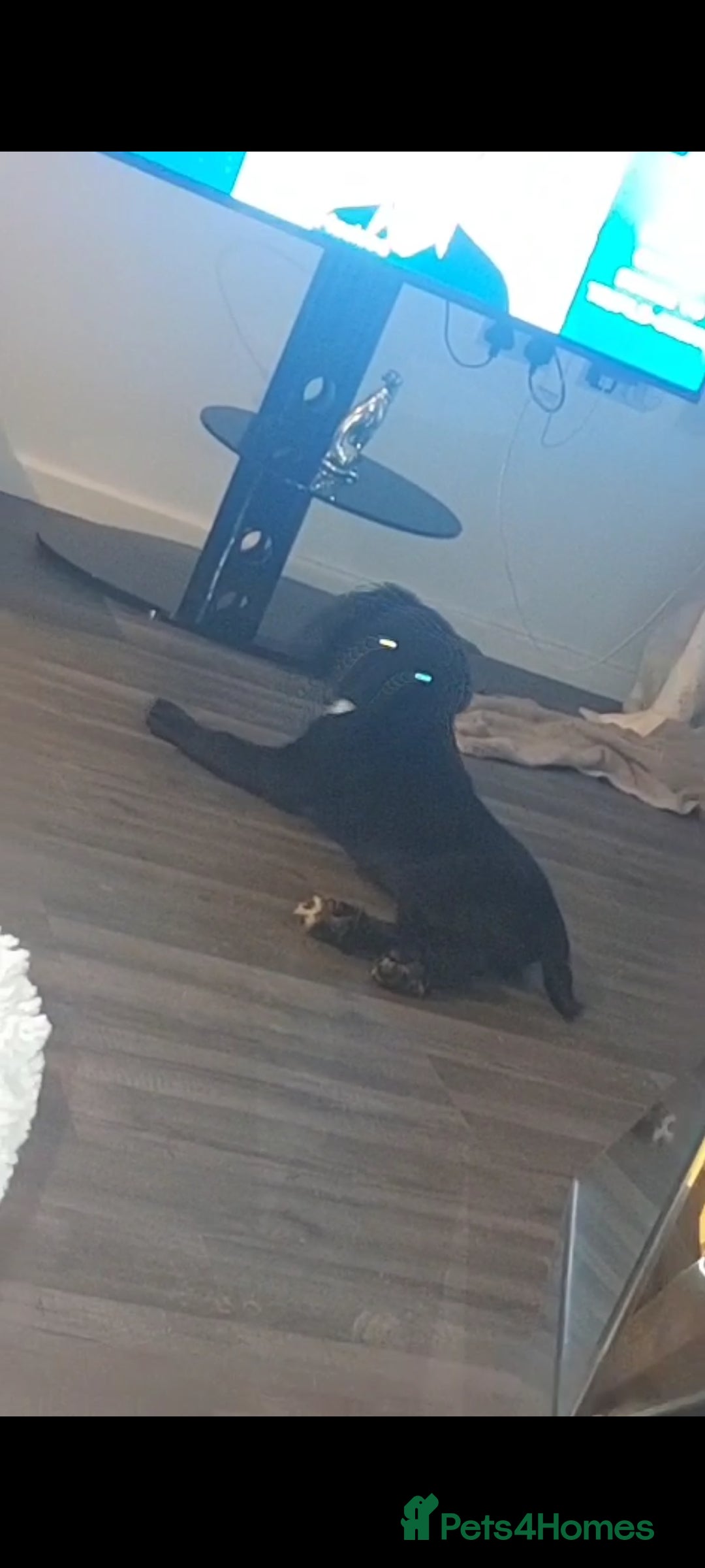 Sprocker dogs for sale: F1 SPROCKER SPANIELS ( 1 BOY LEFT )  - Advert 25