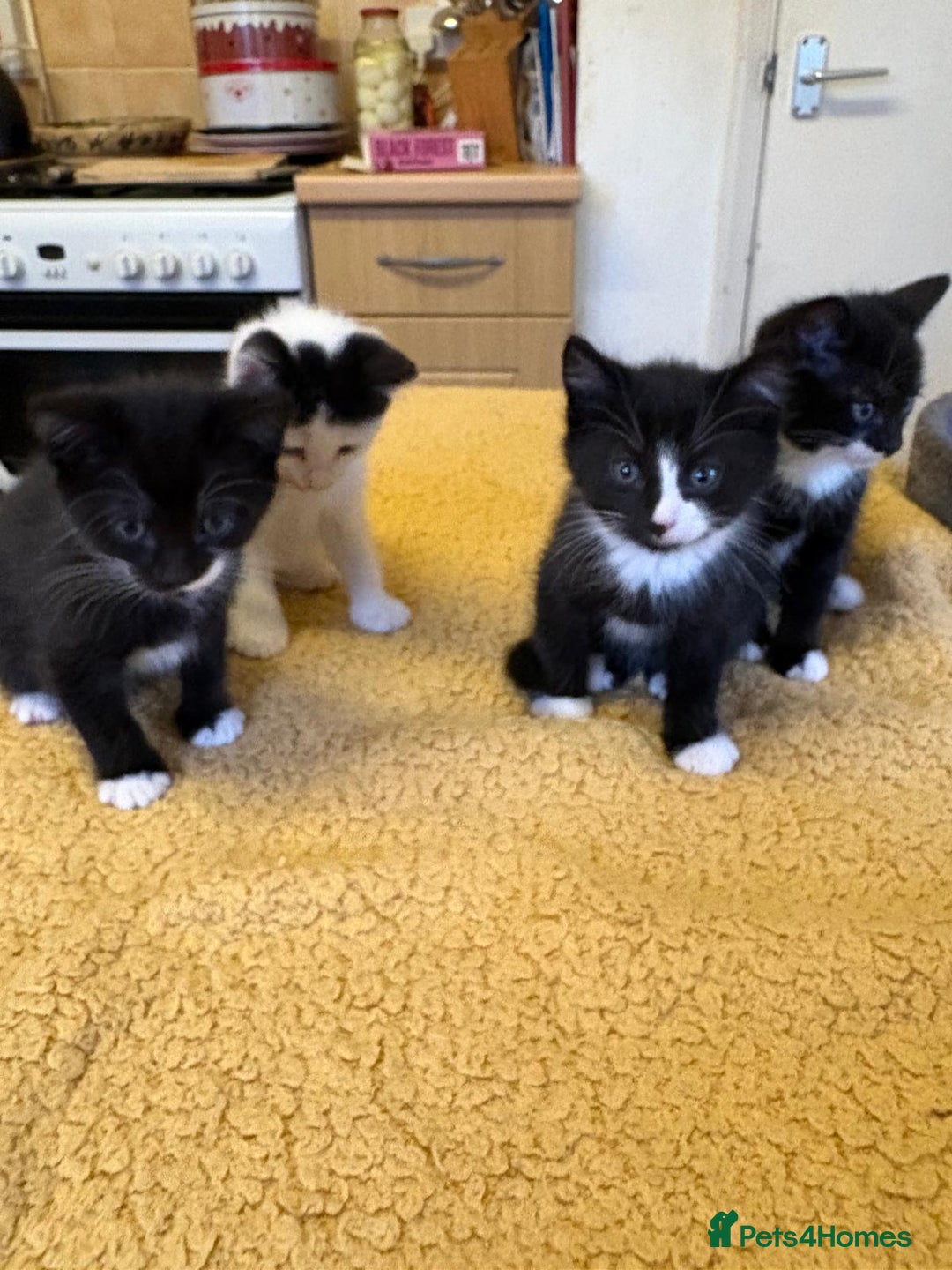 Mixed Breed cats for sale: Beautiful Kittens Looking for Homes - Advert 8