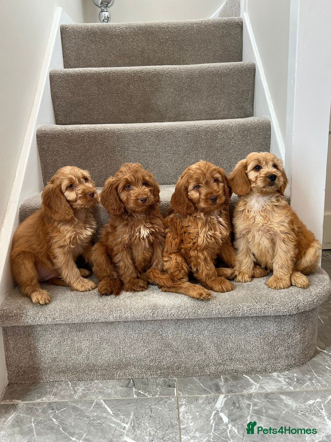 Cockapoo dogs for sale: Cockapoo Puppies Ready Now  - Advert 1