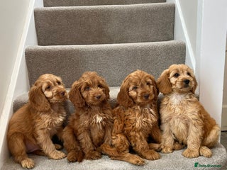 Cockapoo dogs Cockapoo Puppies Ready Now - Advert 2
