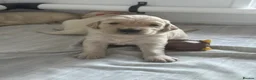 Golden Retriever dogs for sale: Golden retriever puppies - Advert 15