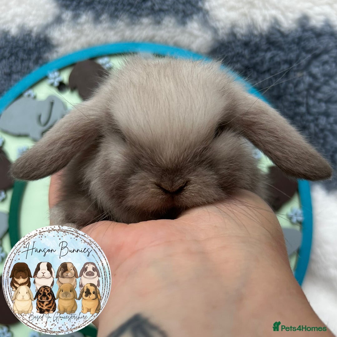 Mini Lop rabbits for sale: Beautiful Mini Lop Babies Available  - Image 2