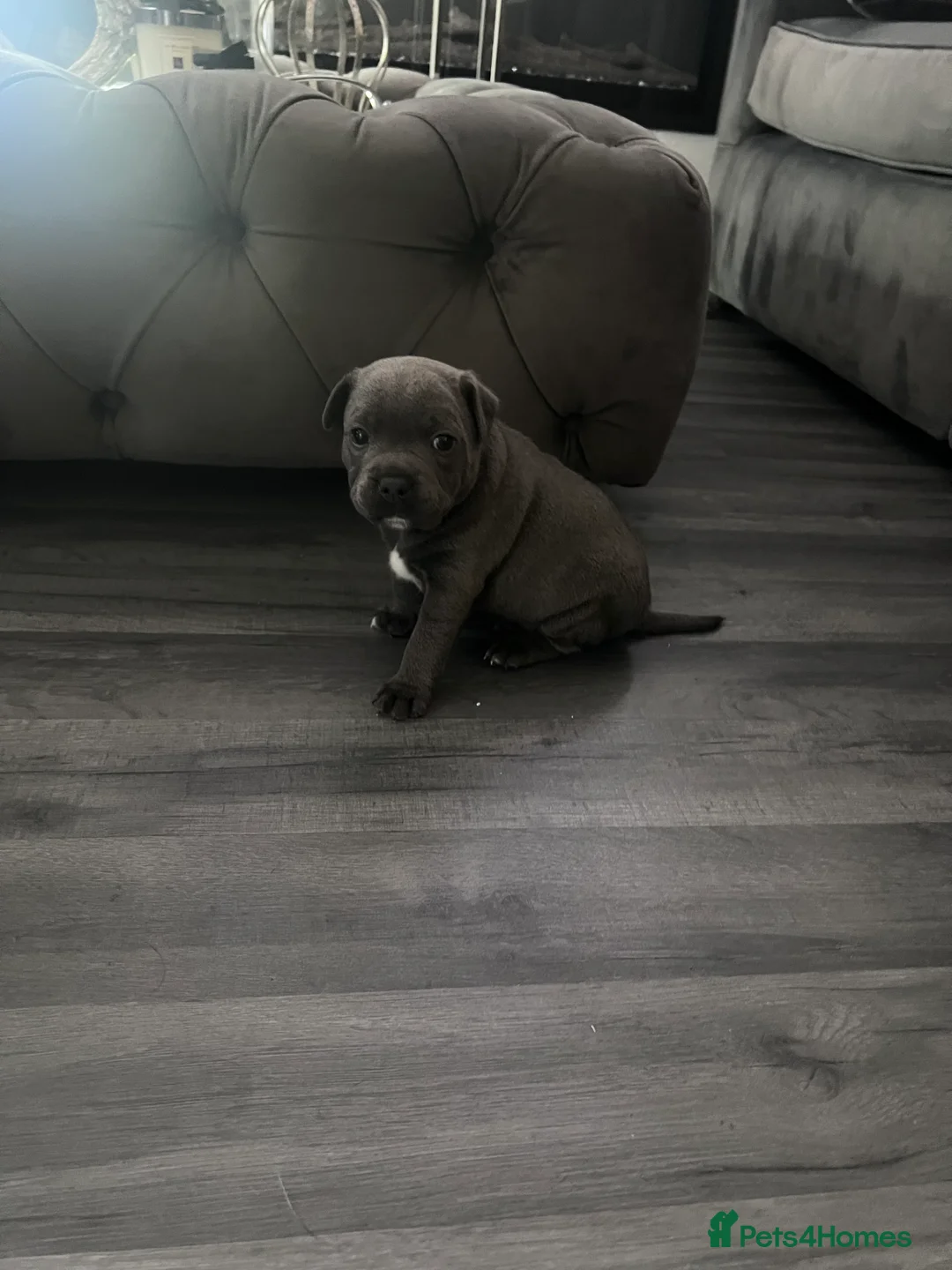 Staffordshire Bull Terrier dogs for sale: LAST BOY LEFT KC REGISTERED 5 STAR BLUE   - Advert 18