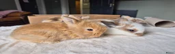 Mixed Breed rabbits for sale: Gorgeous bunnies for sale - Advert 15