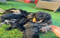 Cockapoo dogs for sale: Gorgeous cockapoo puppies - Image 20