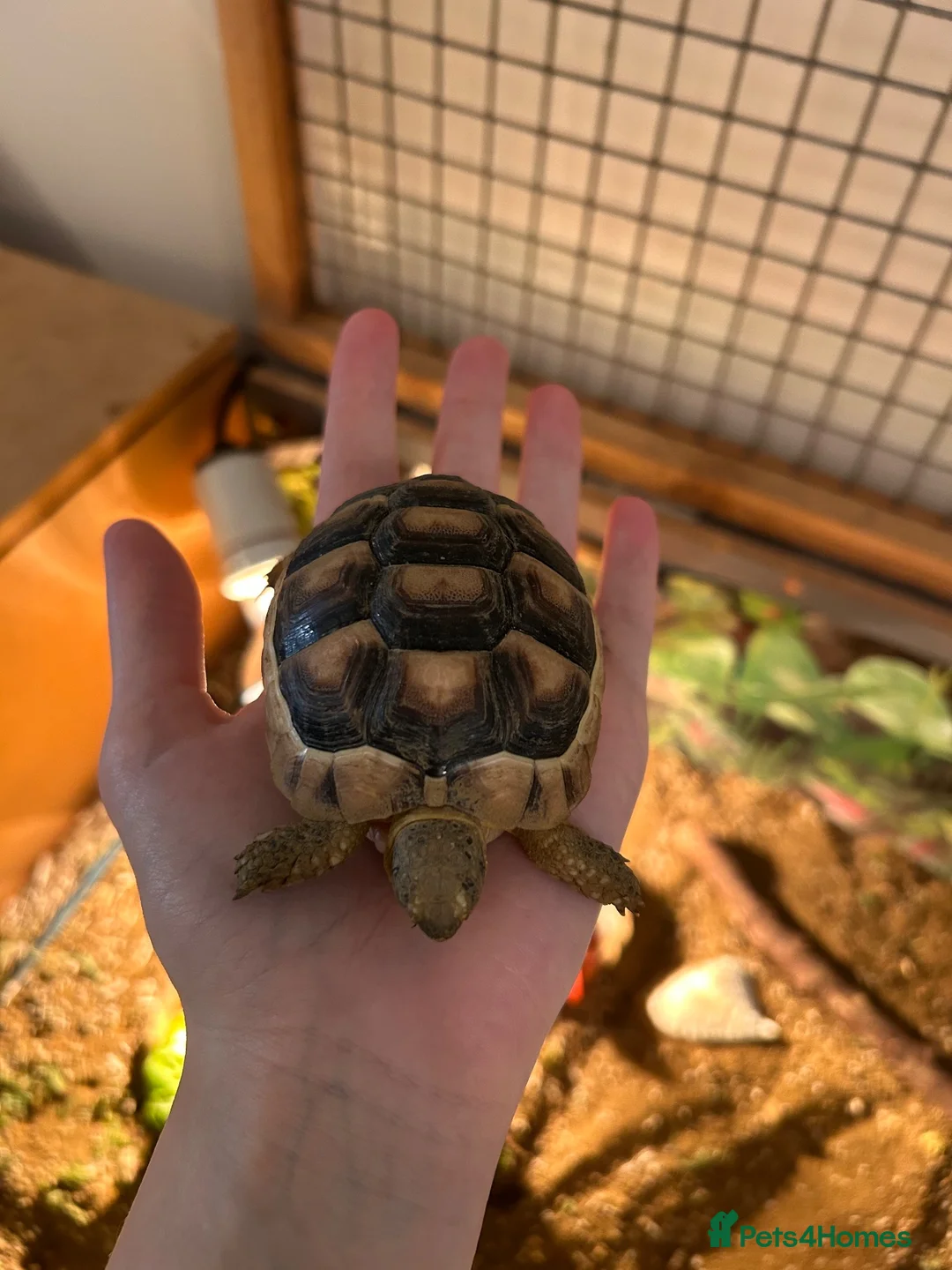 Hermann Tortoise reptiles for sale: 2 year old Herman’s tortoise  in Shepton Mallet - Advert 1