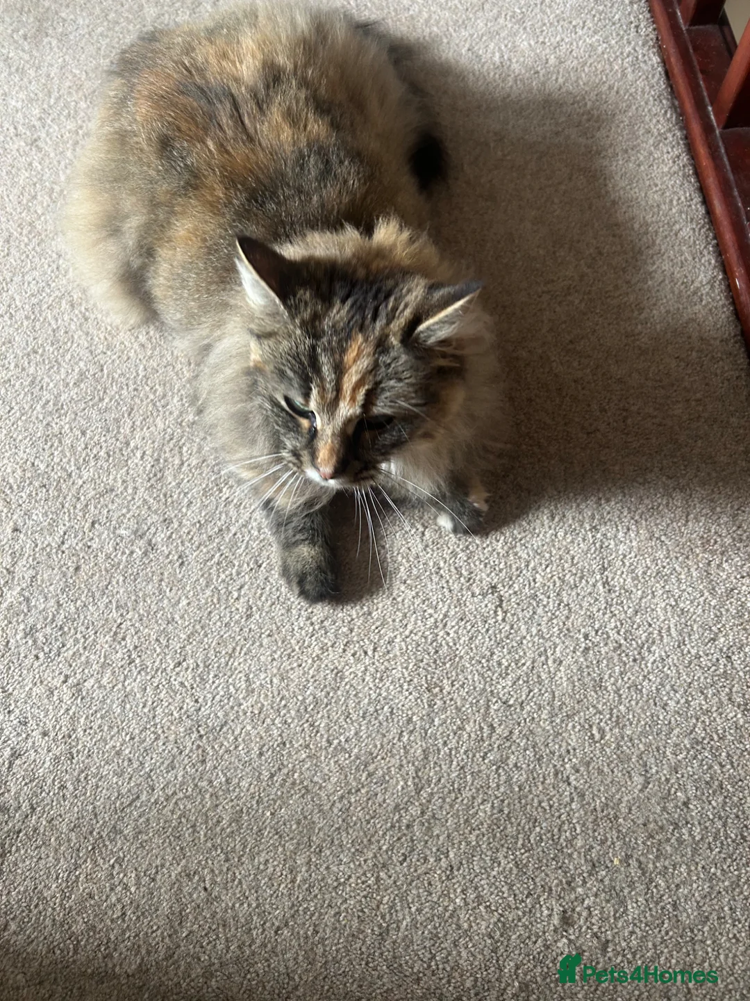 Ragdoll cats for sale: Gorgeous Torbie needs a new home - Advert 2