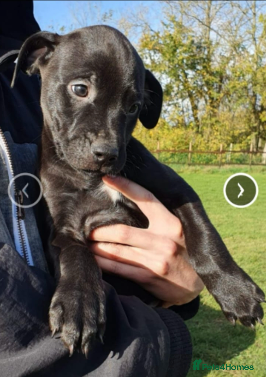 Mixed Breed dogs for sale: Alaunt type dogs - Advert 1