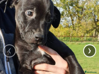 Mixed Breed dogs Alaunt type dogs - Advert 5