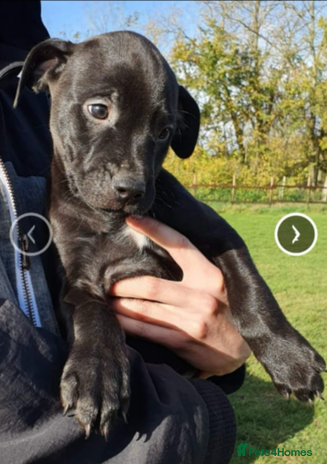 Mixed Breed dogs Alaunt type dogs - Advert 15