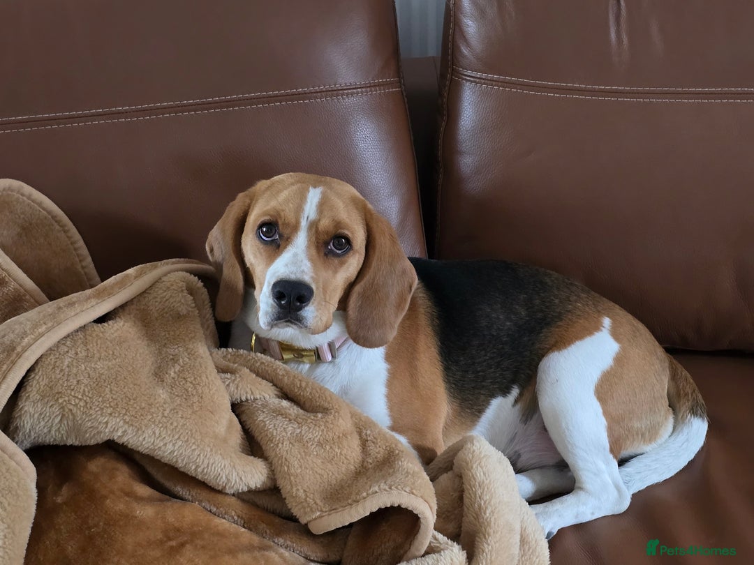 Beagle dogs for sale: Amber - Image 4