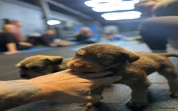 Soft Coated Wheaten Terrier dogs for sale: Traditional Irish Wheaten Terriers  - Image 7