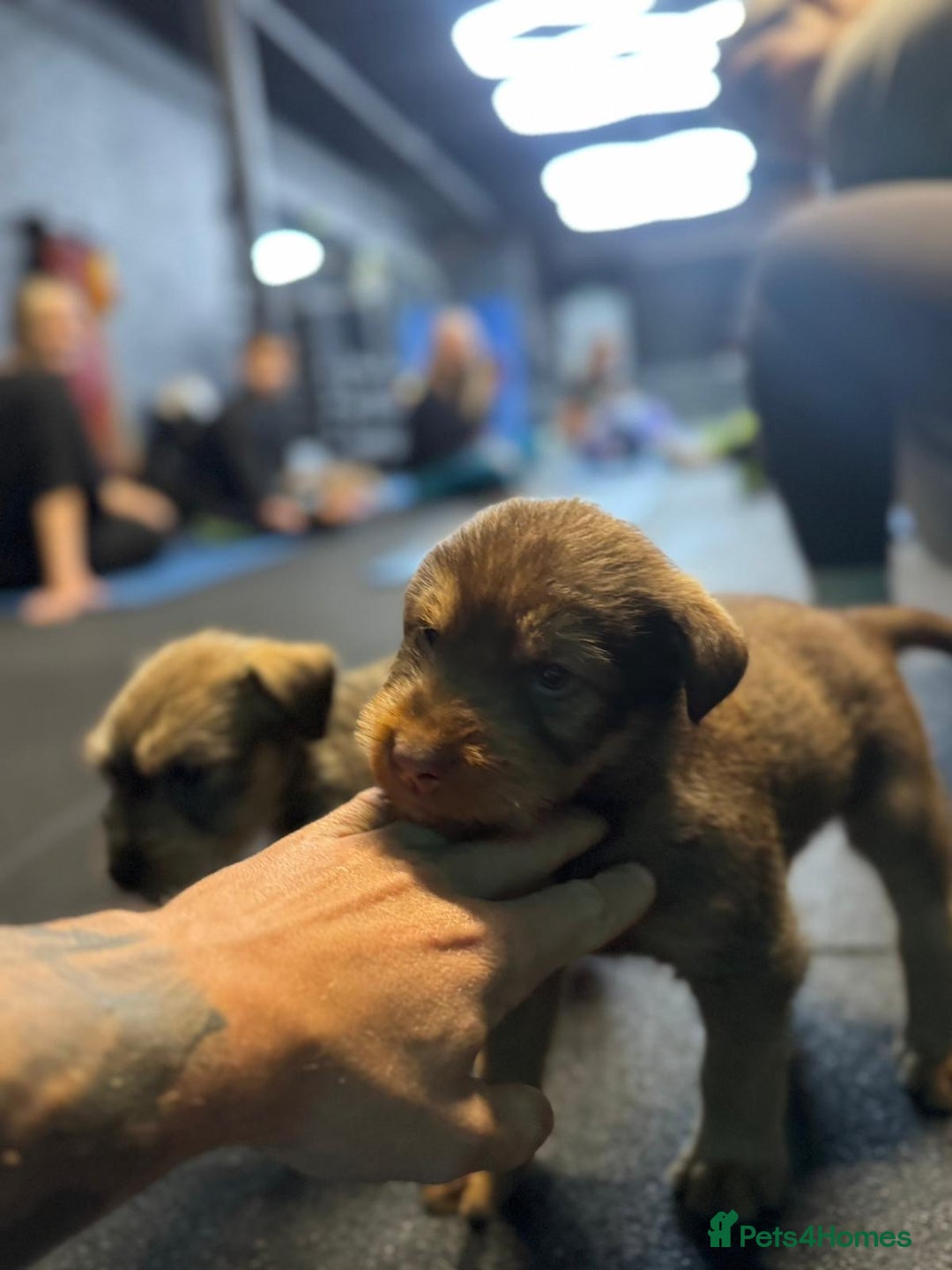 Soft Coated Wheaten Terrier dogs for sale: Traditional Irish Wheaten Terriers  - Image 7