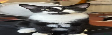 Smudge
