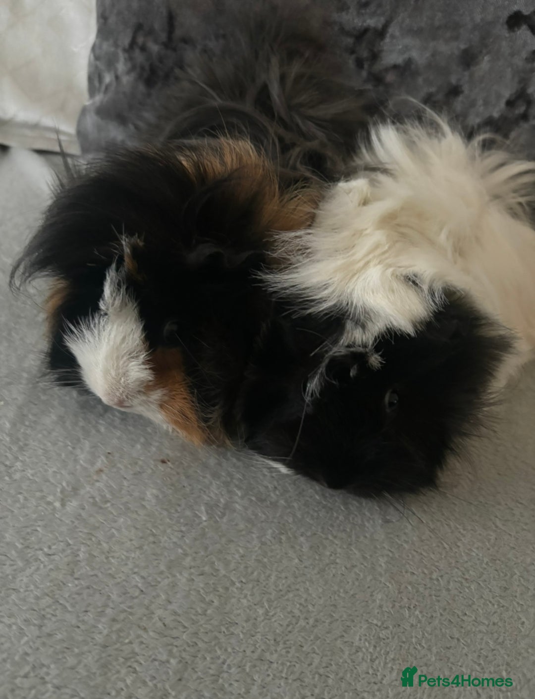Guinea Pig rodents for sale: 2 female guinea pigs - Image 2