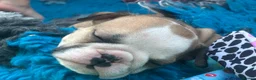 English Bulldog dogs for sale: Ready to leave this weekend  - Advert 22