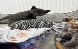 Ragdoll cats for sale: Ragdoll x main coon x British shorthair mix  - Image 8