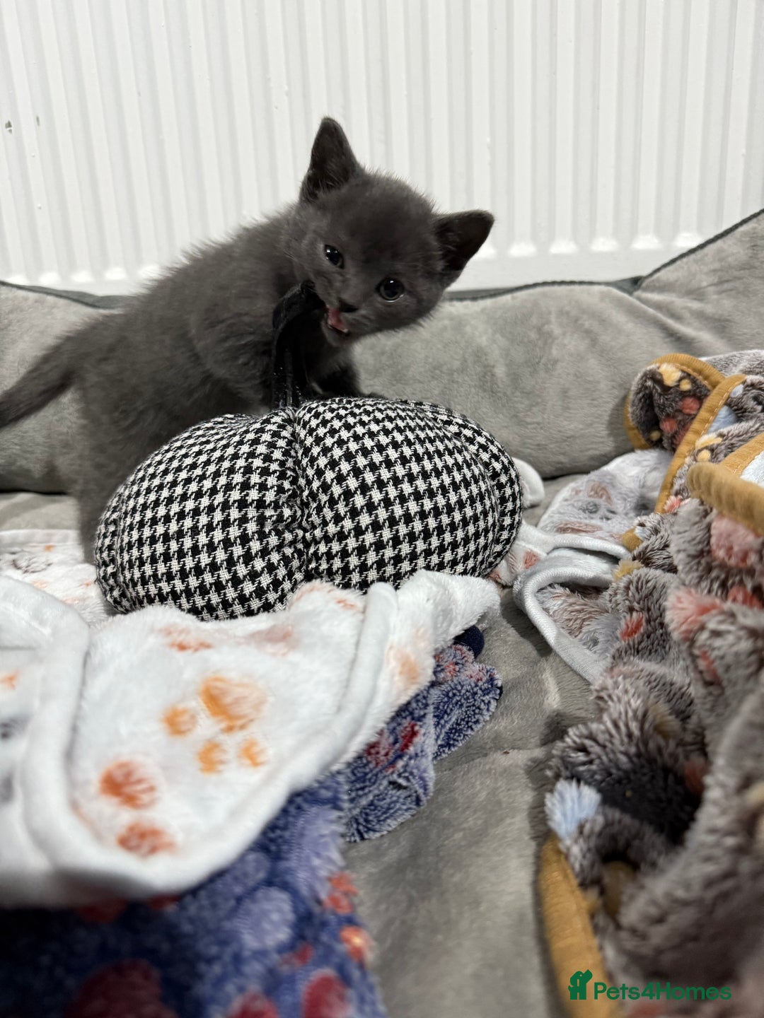 Ragdoll cats for sale: Ragdoll x main coon x British shorthair mix  - Image 8