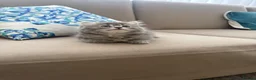 Ragdoll cats for sale: Ragdoll kitten  in London - Advert 23