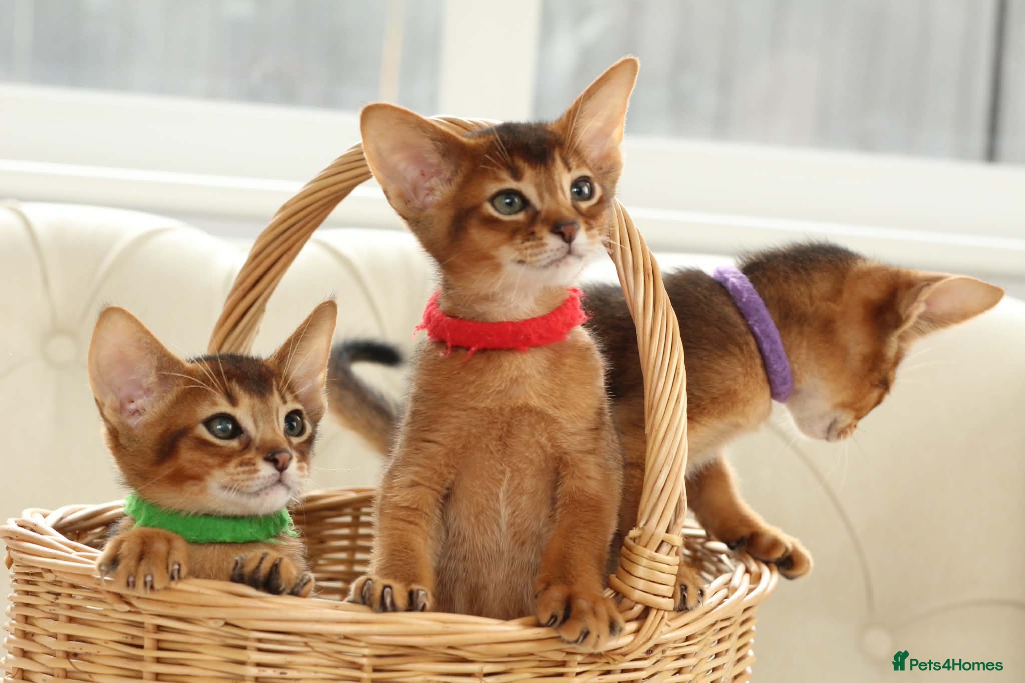 Abyssinian cats Pure breed Abyssinian kitten’s GCCF registered  - Advert 1