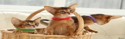 Abyssinian cats for sale: Pure breed Abyssinian kitten’s GCCF registered  - Advert 17