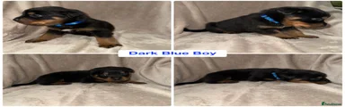 Dark Blue Boy