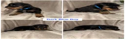 Rottweiler dogs for sale: ✨✨Beautiful Chunky Rottweiler Puppies✨✨ - Advert 11