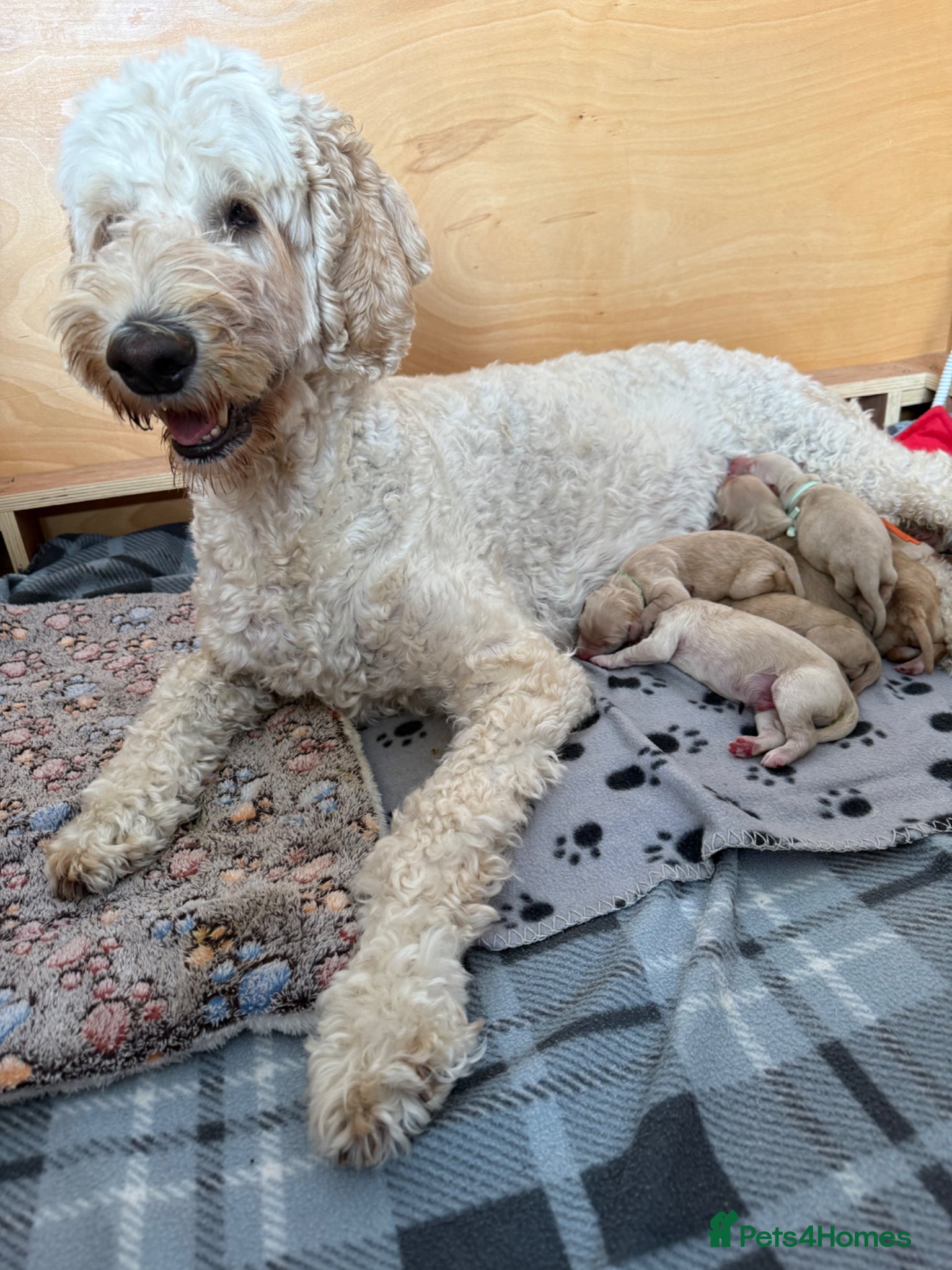 Mixed Breed dogs for sale: Multigeneration Cream/Apricot Double Doodles  - Advert 5