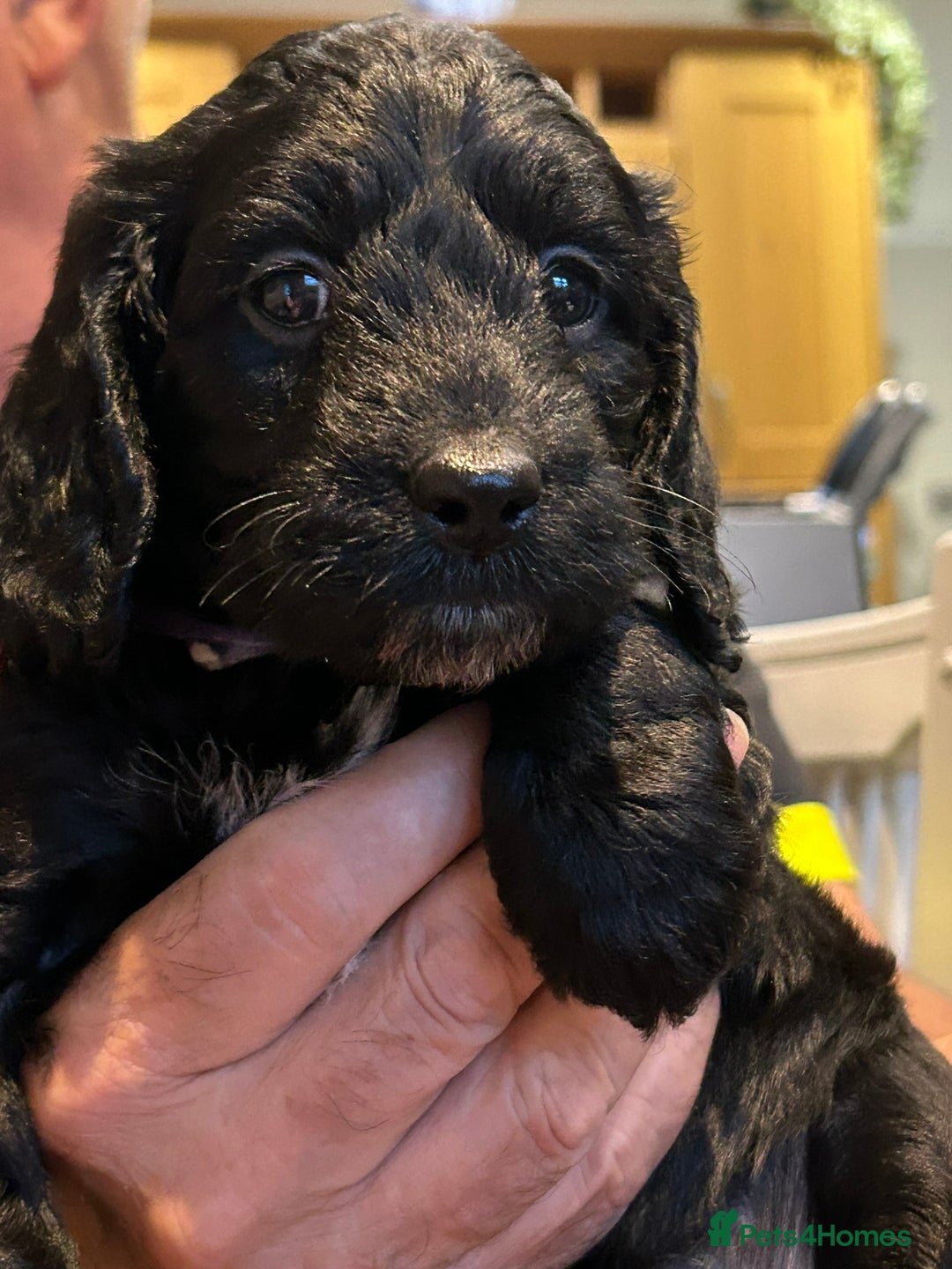 Cockapoo dogs for sale: F2 Cockapoo Puppies - Image 8
