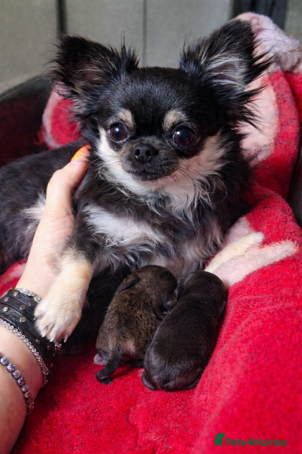 Chihuahua dogs KC Chihuahua boy  - Advert 2