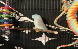 Parrots birds for sale: 2 Male Parrotlets with cage for sale - Image 6