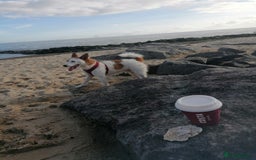Jack Russell dogs for stud: Parson Jack Russell  - Image 1