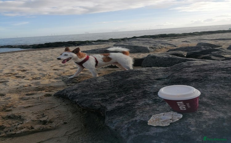Jack Russell dogs - Advert 1