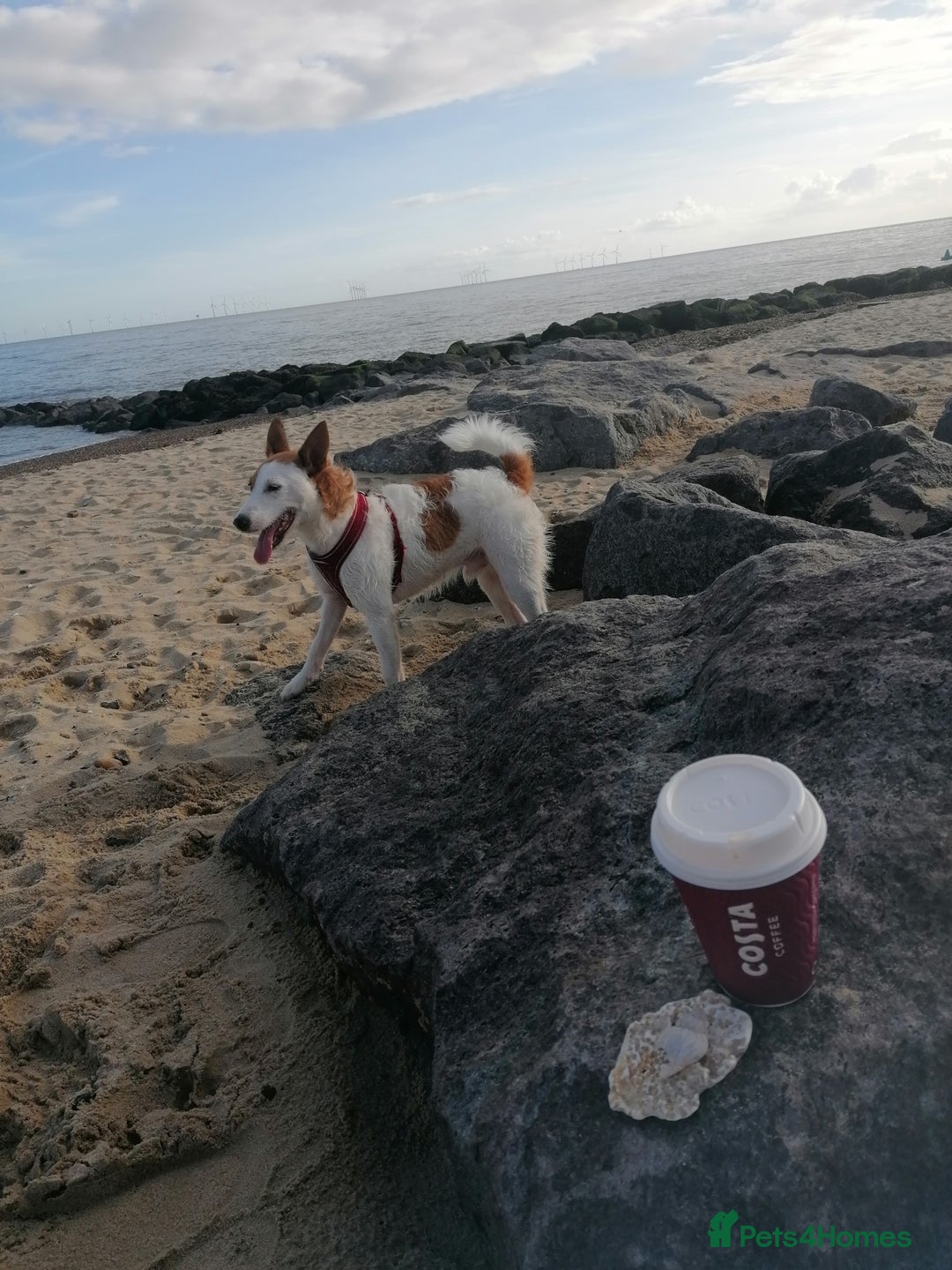 Jack Russell dogs for stud: Parson Jack Russell  - Image 1